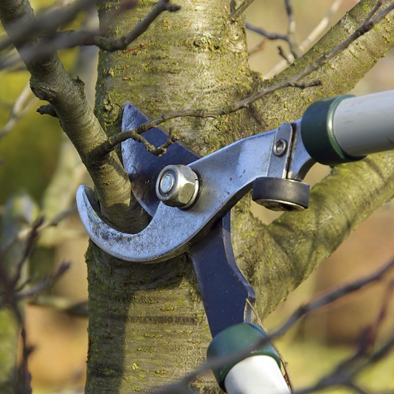Pruning tree branches with loppers during landscape maintenance