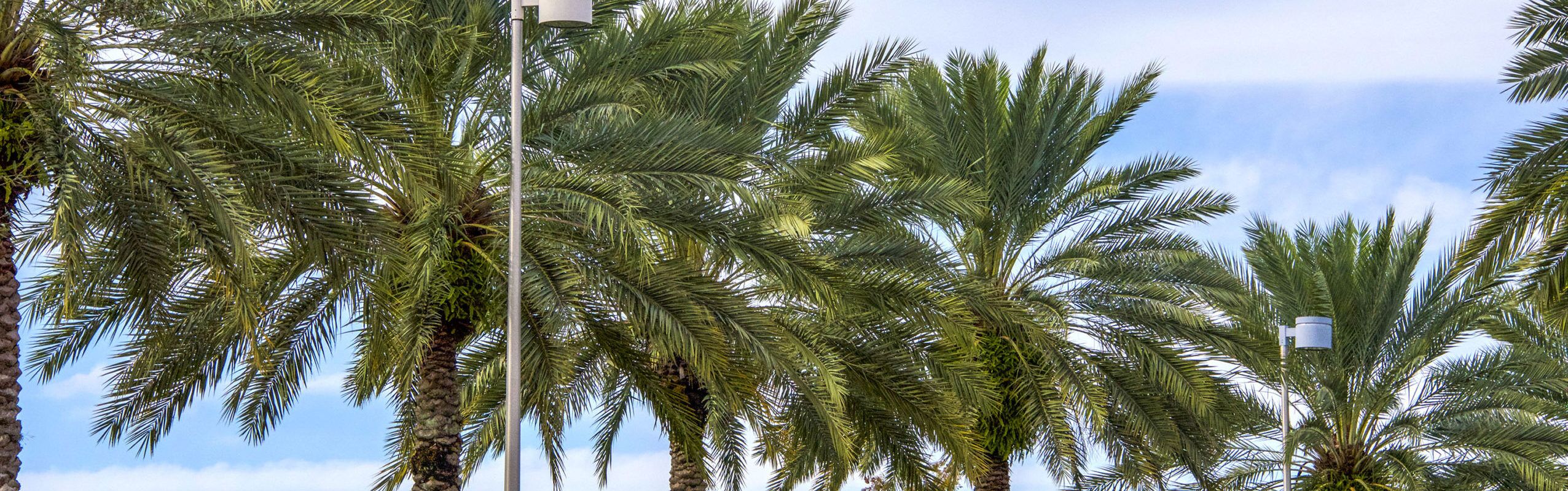 Palm Tress
