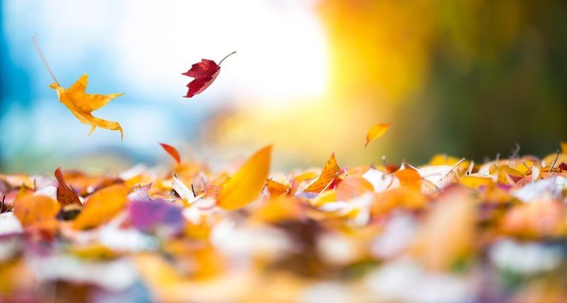 commercial landscaping and lawn care